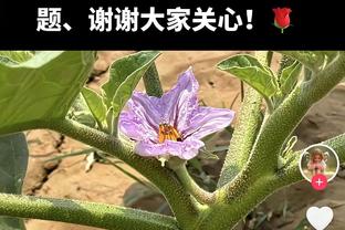 稳定输出！科比-怀特半场飙中4记三分贡献12分7助 正负值+17